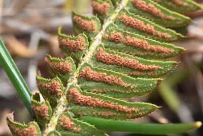 Polystichum imbricans, photographed by Braden J. Judson