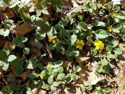 Chrysogonum repens, photographed by Leila Dasher