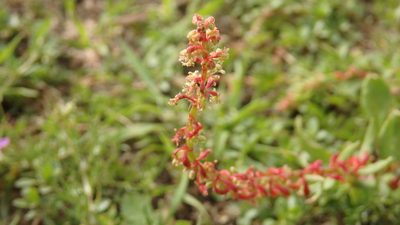 Rumex bucephalophorus, photographed by Paulo Galvão