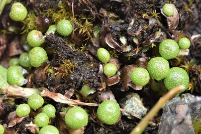 Mannia gracilis, photographed by Braden J. Judson