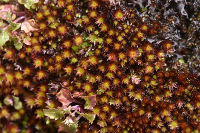 Imbribryum torenii, photographed by Braden J. Judson