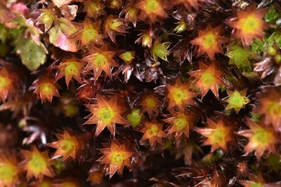 Imbribryum torenii, photographed by Braden J. Judson