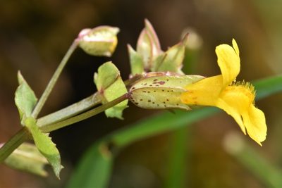 Erythranthe nasuta, photographed by Braden J. Judson