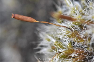 Racomitrium lanuginosum, photographed by Braden J. Judson