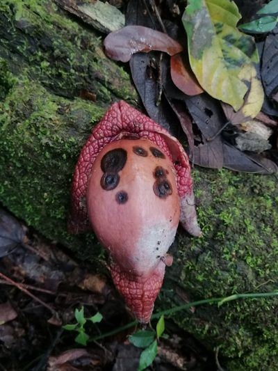Aristolochia paracleta, photographed by Erick Vélez Sánchez