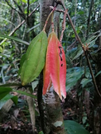 Passiflora rovirosae, photographed by Erick Vélez Sánchez