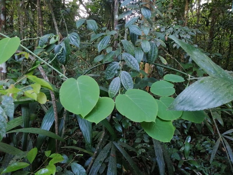 Passiflora lancetillensis, photographed by Erick Vélez Sánchez