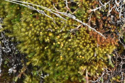 Anacolia menziesii, photographed by Braden J. Judson