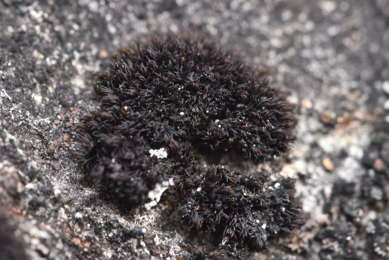 Andreaea rupestris, photographed by Braden J. Judson