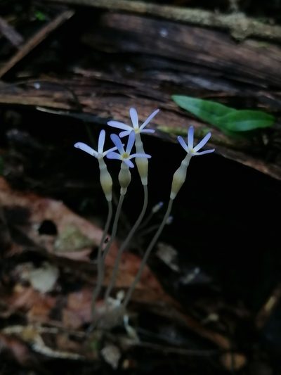 Voyria tenella, photographed by Erick Vélez Sánchez