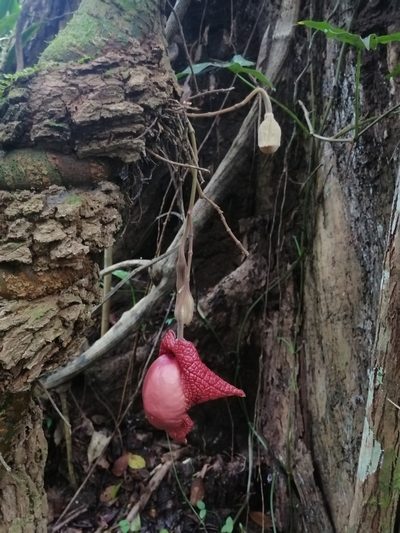 Aristolochia paracleta, photographed by Erick Vélez Sánchez