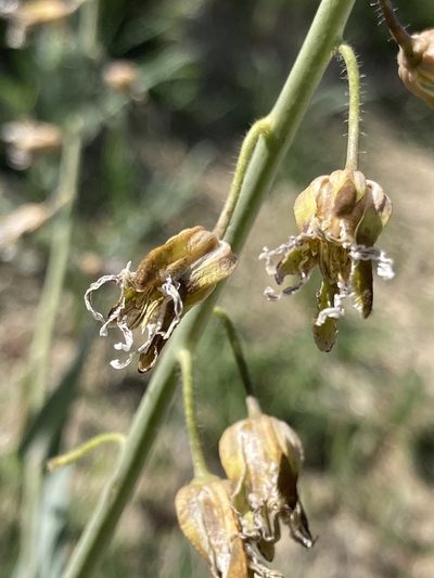 Streptanthus lemmonii, photographed by Adam J. Searcy