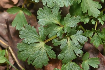 Sanicula graveolens, photographed by Braden J. Judson