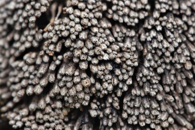 Gymnomitrion obtusum, photographed by Braden J. Judson