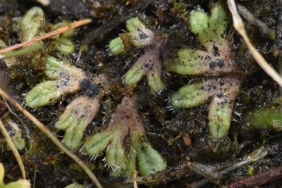 Riccia crinita, photographed by Braden J. Judson