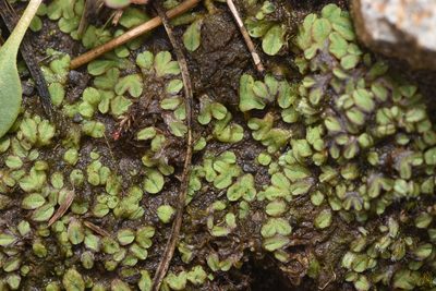 Riccia sorocarpa, photographed by Braden J. Judson