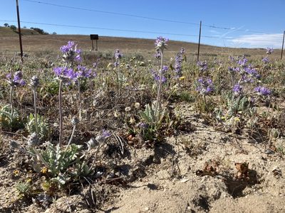 Salvia carduacea, photographed by Adam J. Searcy