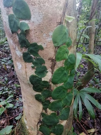 Monstera tuberculata, photographed by Erick Vélez Sánchez