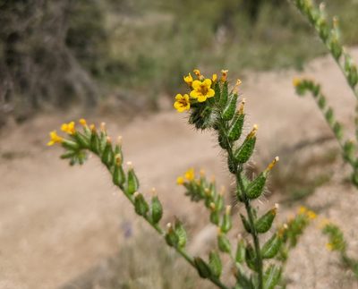 Amsinckia tessellata, photographed by Philip Vanbergen