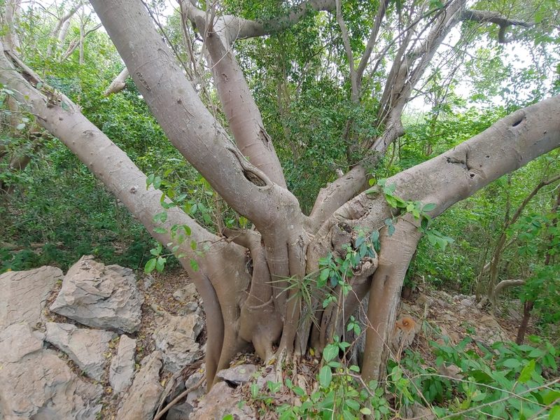 Ficus trigonata, photographed by Kurt Miller