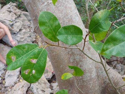 Ficus trigonata, photographed by Kurt Miller