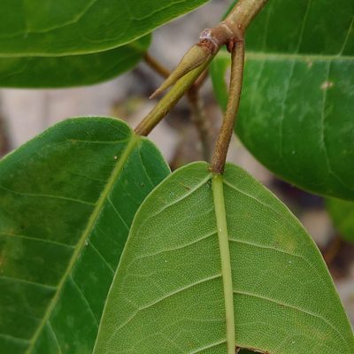 Ficus trigonata, photographed by Kurt Miller
