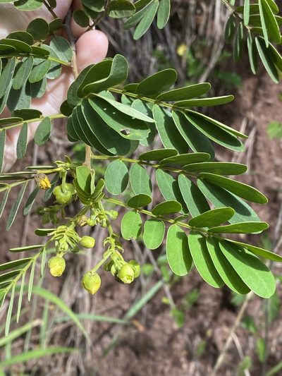 Senna gaudichaudii, photographed by Greg Tasney