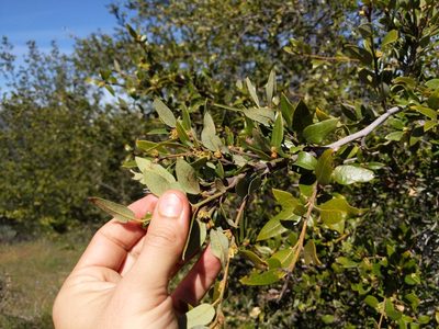 Quercus chrysolepis, photographed by Ken-ichi Ueda