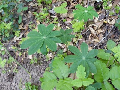 Lupinus latifolius, photographed by Ken-ichi Ueda