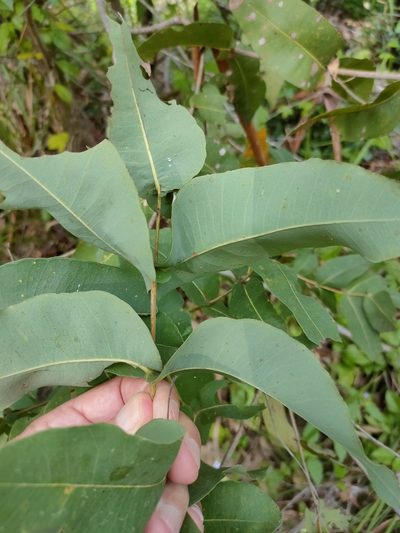 Angophora subvelutina, photographed by Tony van Kampen