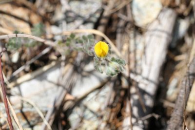 Acmispon brachycarpus, photographed by Nicholas Wei