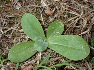 Gamochaeta americana, photographed by Saryu Mae 前 朝琉