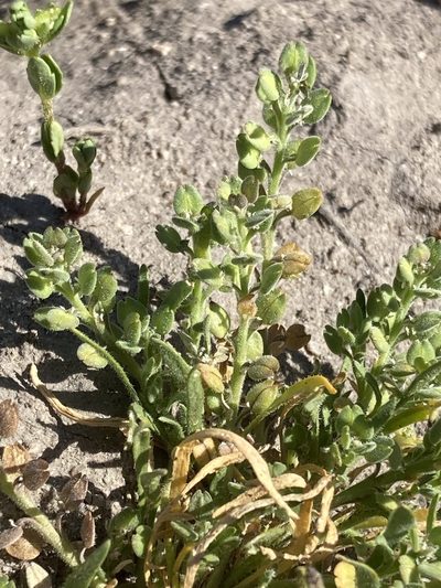 Lepidium dictyotum, photographed by Adam J. Searcy