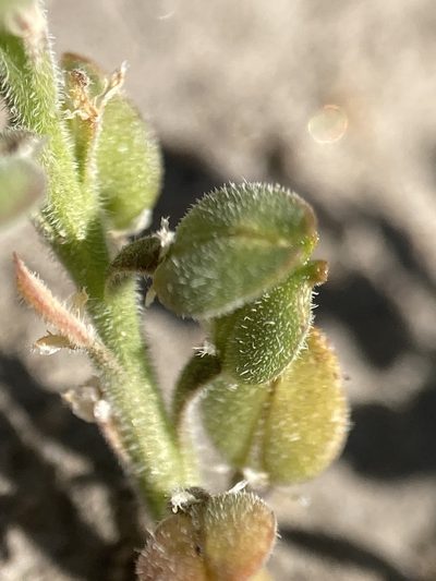 Lepidium dictyotum, photographed by Adam J. Searcy
