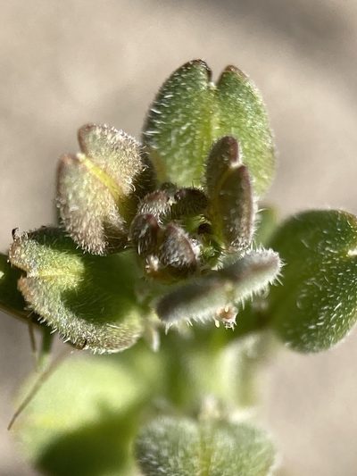 Lepidium dictyotum, photographed by Adam J. Searcy