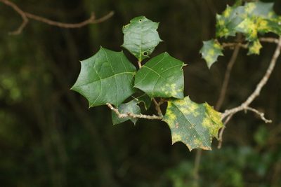 Alchornea ilicifolia, photographed by Greg Tasney