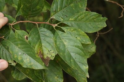 Turraea pubescens, photographed by Greg Tasney