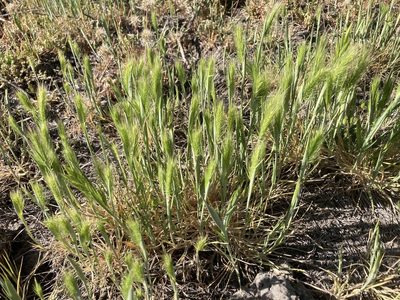 Hordeum marinum, photographed by Adam J. Searcy