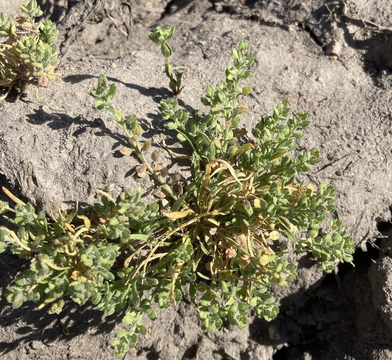 Lepidium dictyotum, photographed by Adam J. Searcy