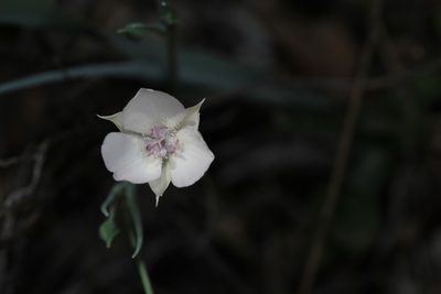 Calochortus umbellatus, photographed by Nicholas Wei