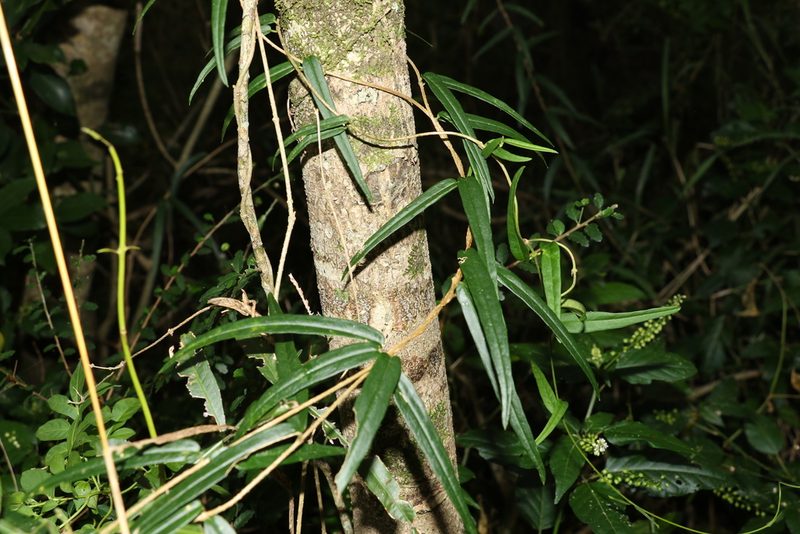 Parsonsia paulforsteri, photographed by Greg Tasney