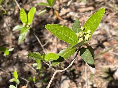 Croton alabamensis, photographed by Brian Finzel