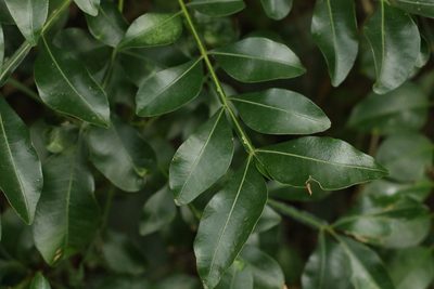 Owenia venosa, photographed by Greg Tasney