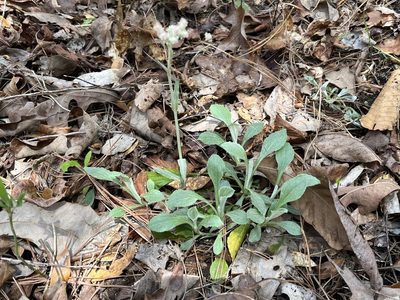 Antennaria plantaginifolia, photographed by Brian Finzel