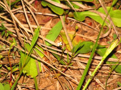 Houstonia micrantha, photographed by John Michael