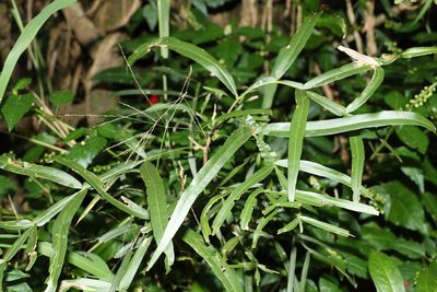 Atalaya salicifolia, photographed by Greg Tasney