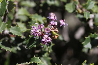 Ceanothus jepsonii, photographed by Nicholas Wei