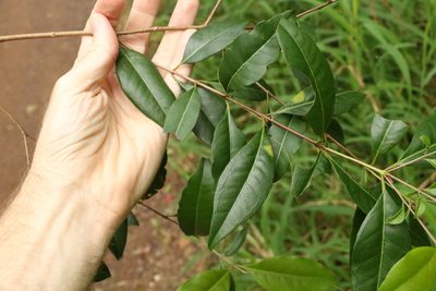 Backhousia subargentea, photographed by Greg Tasney