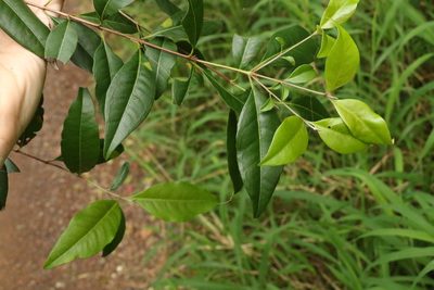 Backhousia subargentea, photographed by Greg Tasney