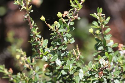 Ceanothus cuneatus, photographed by Nicholas Wei